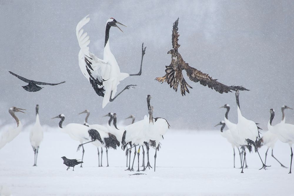 Japan-Hokkaido-Kushiro white-tailed eagle attempts to land among a group